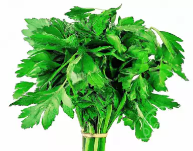 Свойства кориандра, полезные для вашего здоровья.