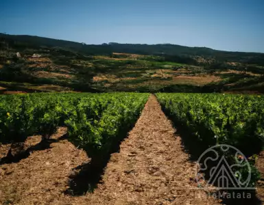 Кастилья и Леон - еще один год триумфа на DWWA.