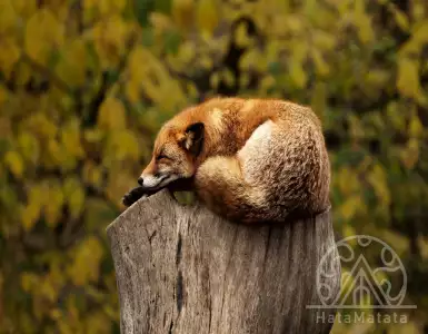 Золотые возможности: инвестиции в туризм ОАЭ