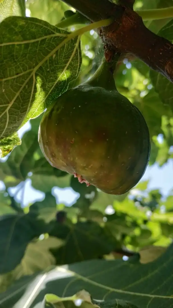 Дом 199м² в Черногории, Утеха. Стоимостью 350000€ аренда фото-6