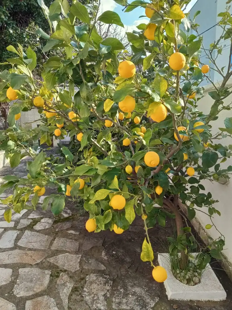 Дом 199м² в Черногории, Утеха. Стоимостью 350000€ аренда фото-10