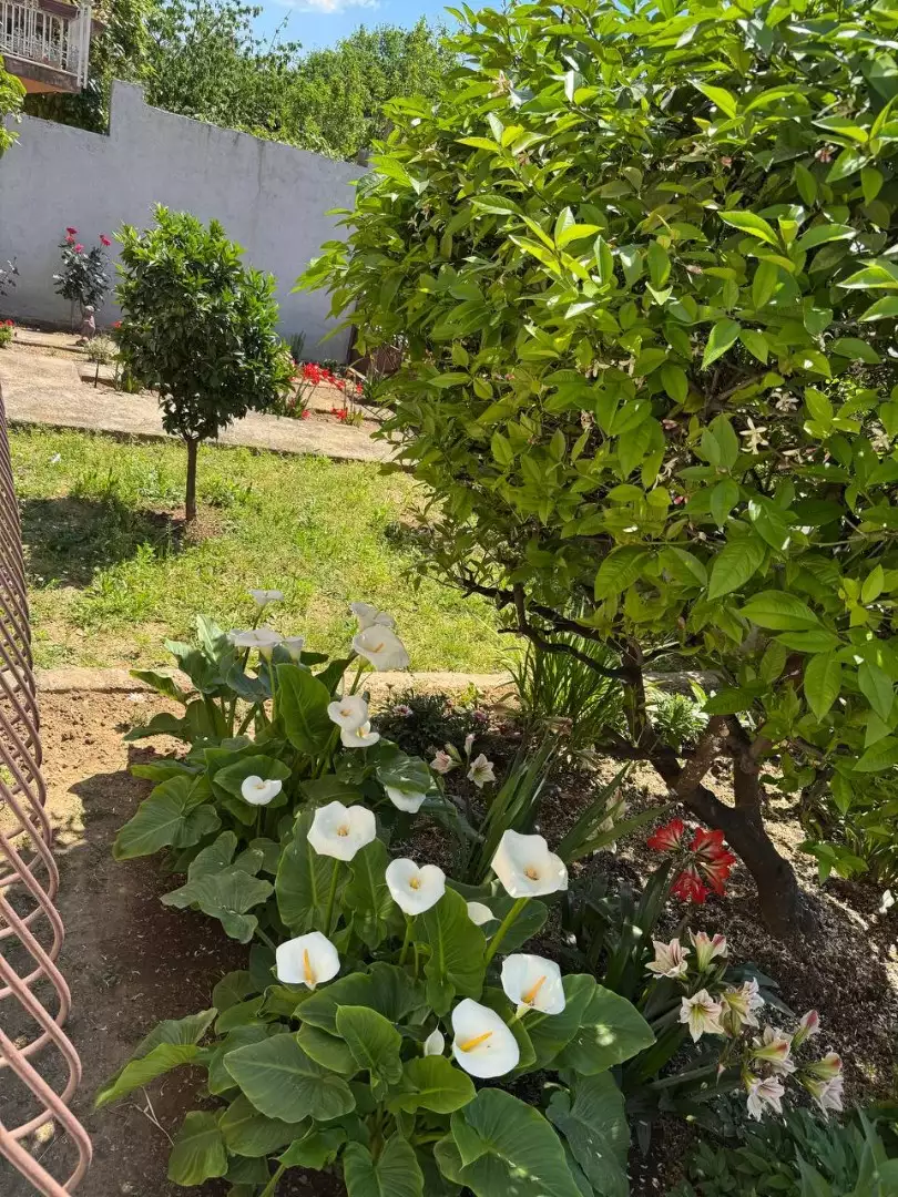 Квартира 60м² в Черногории, Сутоморе. Стоимостью 155000€ аренда фото-2